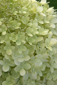  Limelight Hydrangea great for landscaping and deer resistant