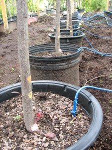 Growing Trees at local Nursery and Garden Center