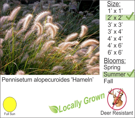 Pennisetum alopecuroides 'Hameln’