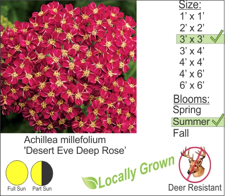 Desert Eve Deep Rose Yarrow - Achillea millefolium Desert Eve Deep Rose