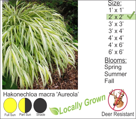 Golden Japanese Forest Grass - Hakonechloa macra 'Aureola’