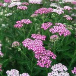 Landscaping upstate new york