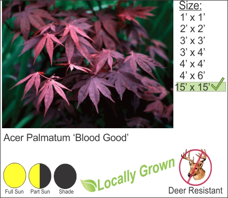 Bloodgood Japanese Maple – Acer Palmatum ‘Bloodgood’