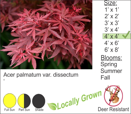 Cut Leaf Weeping Japanese Maple – Acer palmatum var. dissectum
