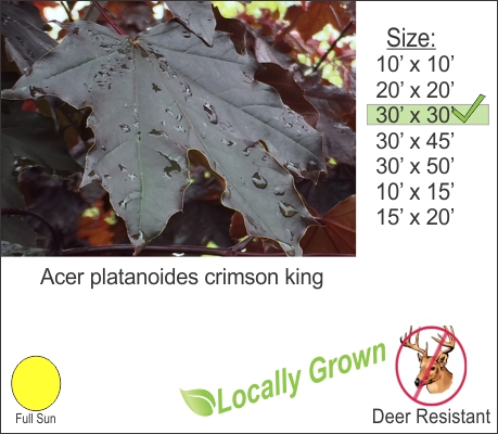 Crimson King Maple – Acer platanoides crimson king