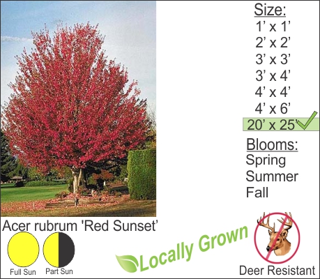 Red Sunset Maples – Acer rubrum ‘Red Sunset’