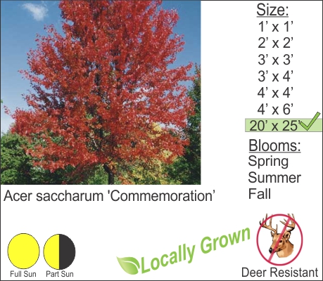 Sugar Maple – Acer saccharum ‘Commemoration’