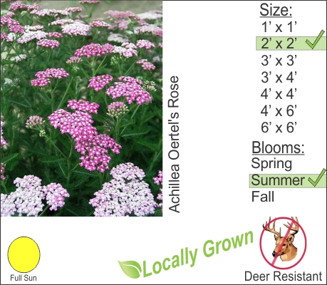 Yarrow – Achillea Oertel’s Rose