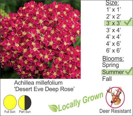 Desert Eve Deep Rose Yarrow – Achillea millefolium