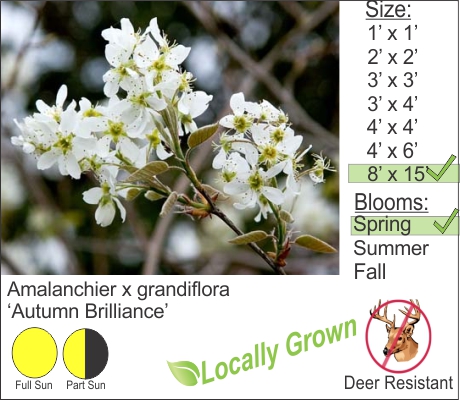 Hudson Valley NY Flowering Shrubs