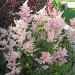 Garden Center Landscape Design Hudon Valley