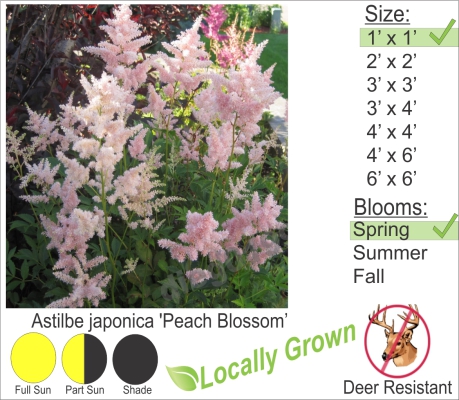 Flowering Shrubs