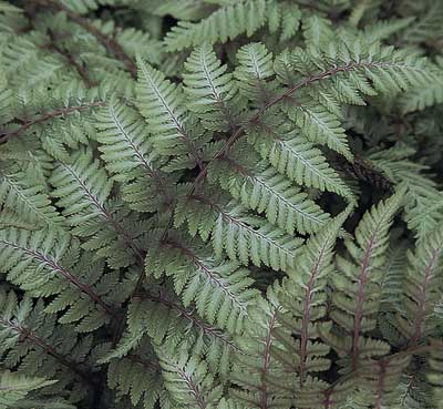 Deer Proof – Resistant Grasses, Ferns, Succulents