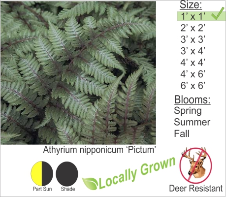 Japanese Painted Fern – Athyrium nipponicum ‘Pictum’