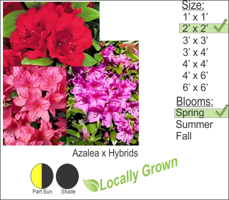 Azalea x Hybrids