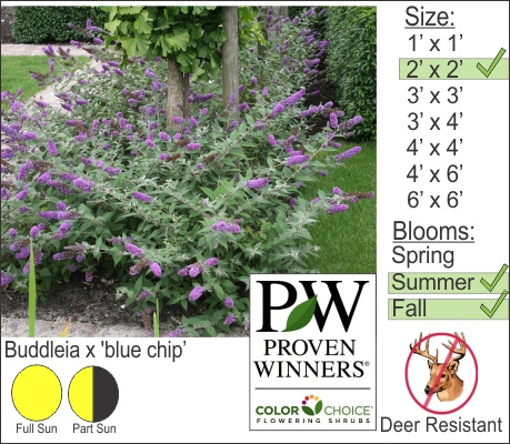 Buddleia x 'blue chip’