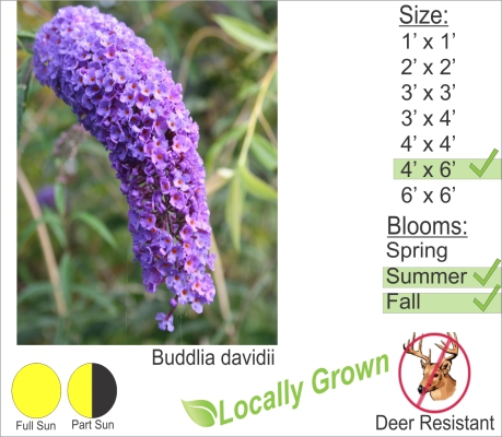 Buddlia davidii
