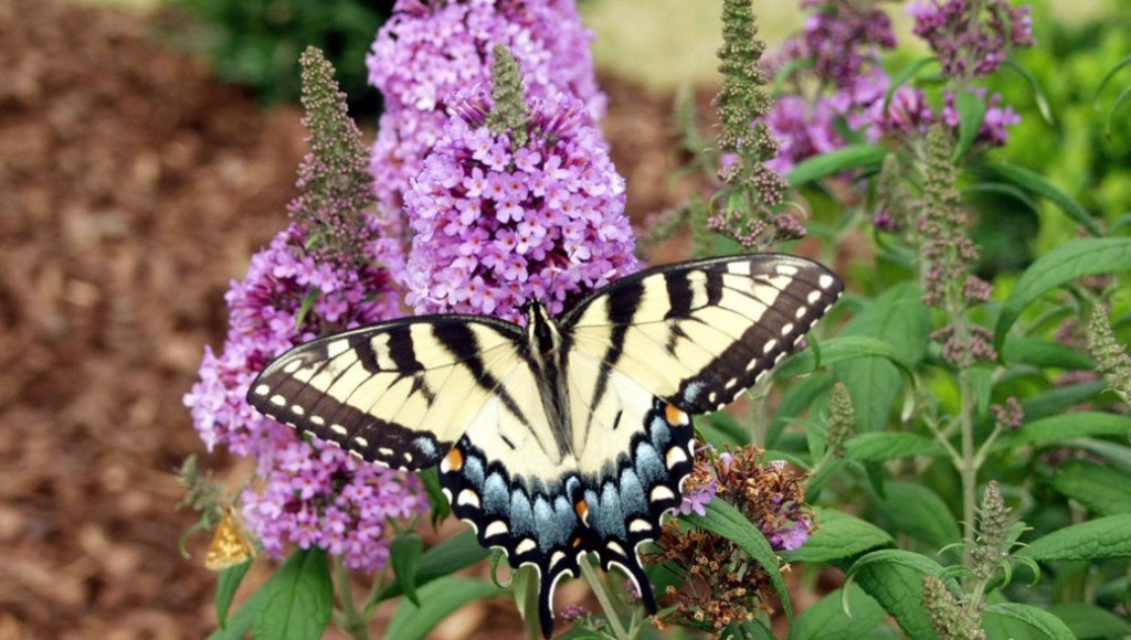 Welcome to Techmer Nursery – Garden Center and Landscaping Company