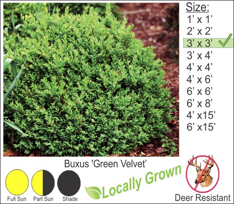 Green Velvet Boxwood – Buxus ‘Green Velvet’