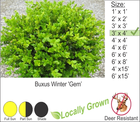 Winter Gem Boxwood – Buxus Winter ‘Gem’