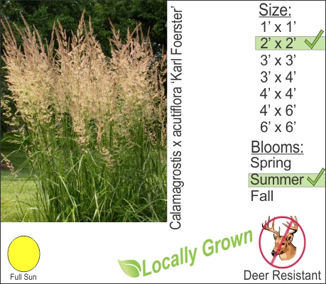 Karl Foerster Reed Grass – Calamagrostis x acutiflora