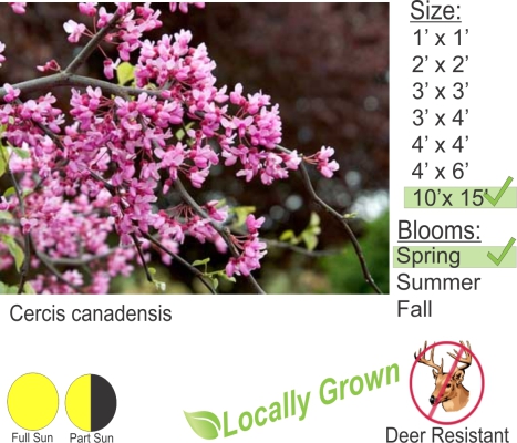 Red Bud – Cercis canadensis