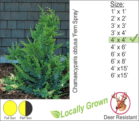 Fern Spray Cypress – Chamaecyparis obtusa ‘Fern Spray’