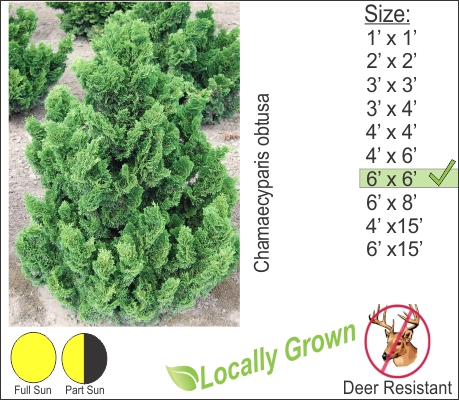 Hinoki Cypress – Chamaecyparis obtusa