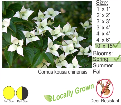 Kusa Dogwood – Cornus kousa chinensis