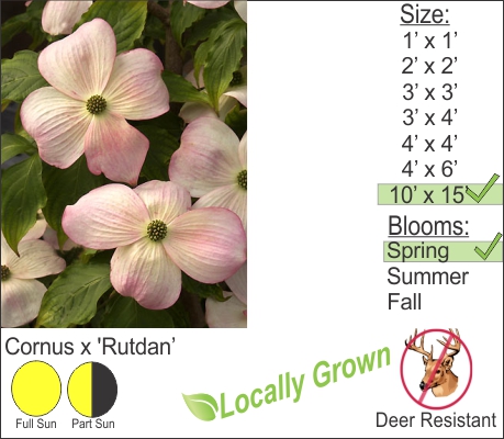 Pink Flowering Dogwood – Cornus florida