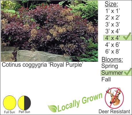 Purple Smoke Bush