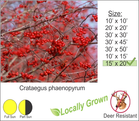 Washington Hawthorn – Crataegus phaenopyrum