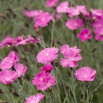 Landscaping Company