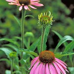 Purple cone flower New paltz Nursery &amp; Garden Center