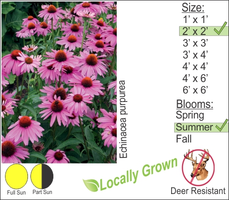 Purple Cone Flower – Echinacea purpurea