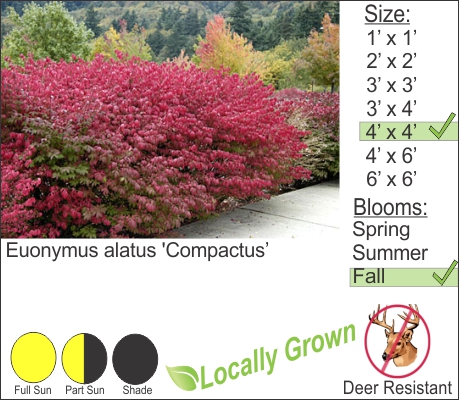 Burning Bush