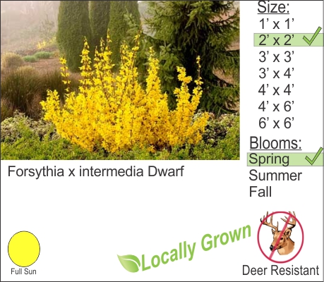 Forsythia x intermedia Dwarf