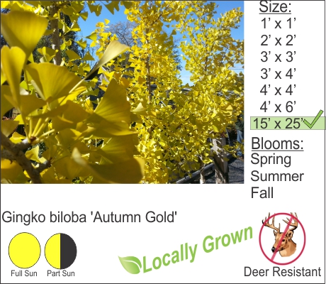 Ginkgo Tree – Ginkgo biloba ‘Autumn Gold’