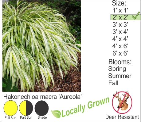 Golden Japanese Forest Grass – Hakonechloa macra ‘Aureola’