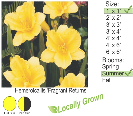 Day Lily – Hemerolcallis ‘Fragrant Returns’