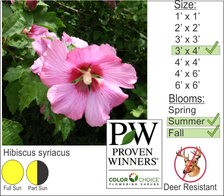 Hibiscus syriacus