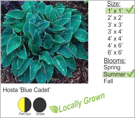 Blue Hosta – ‘Blue Cadet’