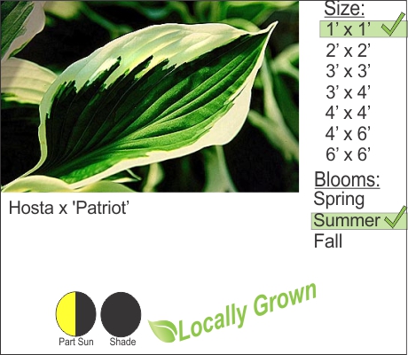 Hosta x ‘Patriot’