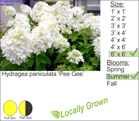 Hydragea paniculata 'Pee Gee’