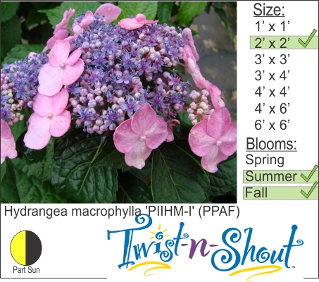 Hydrangea macrophylla 'PIIHM-I' (PPAF)