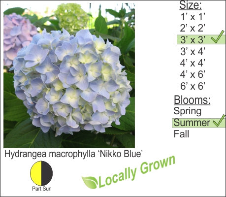 Hydrangea macrophylla ‘Nikko Blue’
