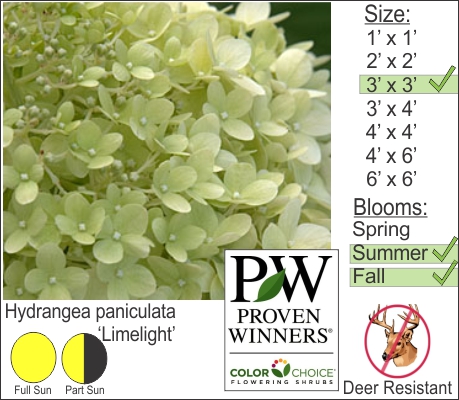 Lime Light Hydrangea