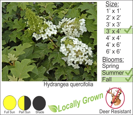 Hydrangea quercifolia