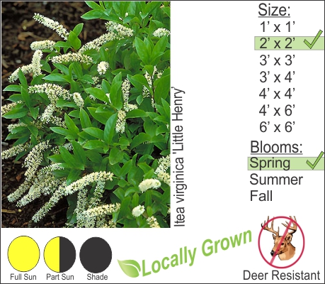Itea virginica 'Little Henry’