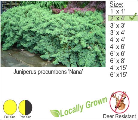 Japanese Garden Juniper – Juniperus procumbens ‘Nana’